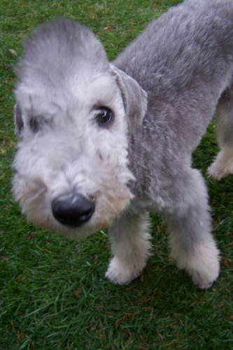 Unsere Hunde 11.05 (16).JPG